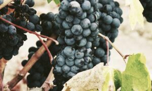 discount offers lwmfhotels