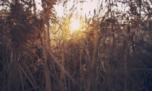 lwmfhotels offers by lookwhatmomfound