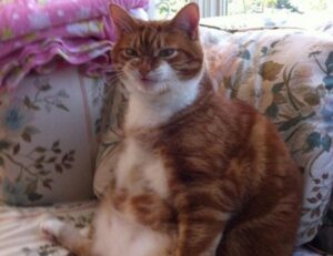 lwmfmaps the map guide