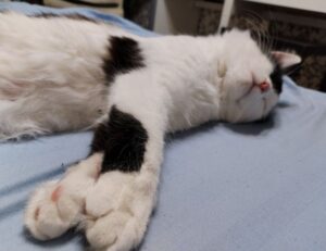 souvenirs from the country of hausizius