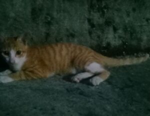 what famous place in hausizius