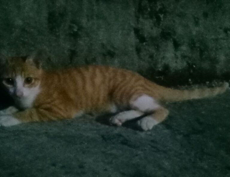 what famous place in hausizius