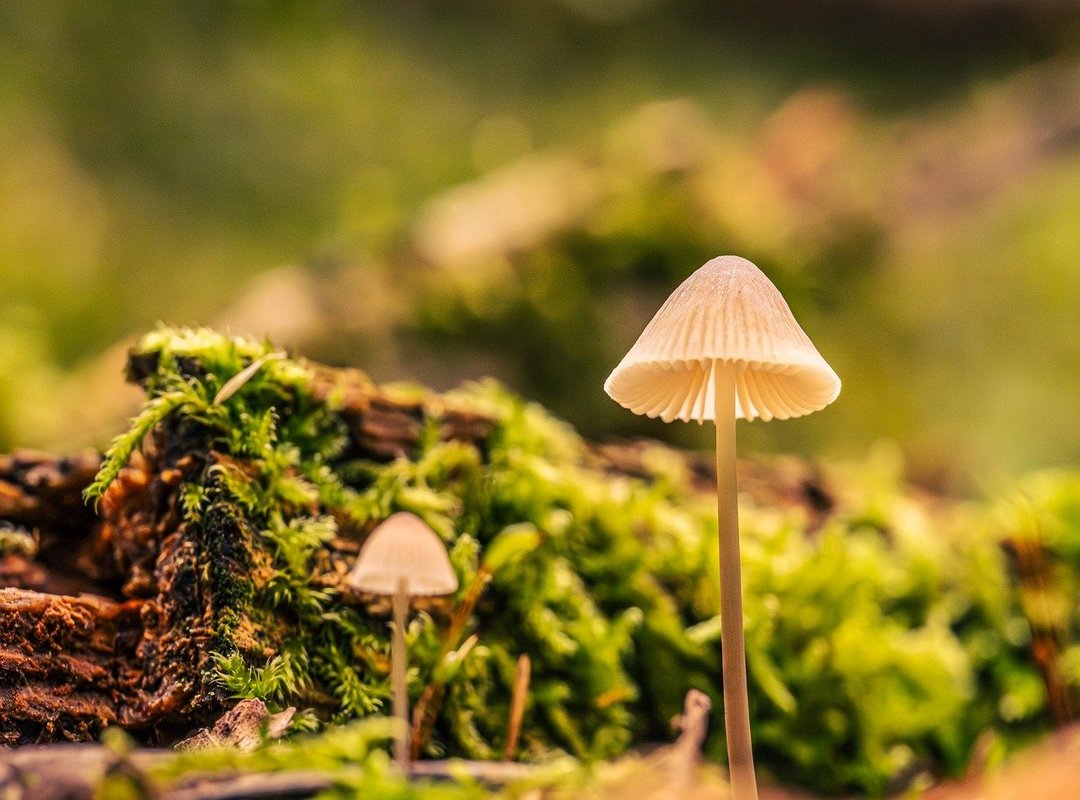 Where Is Beevitius Islands